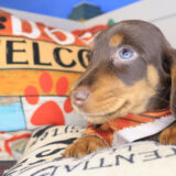 Wrigley Dachshund 04