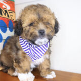 Xavian Shihpoo 03