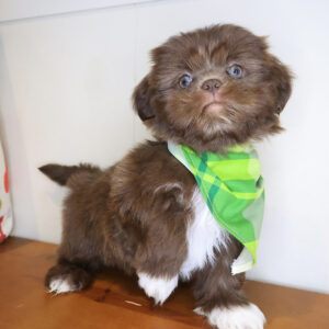 Zander Shih Tzu 01