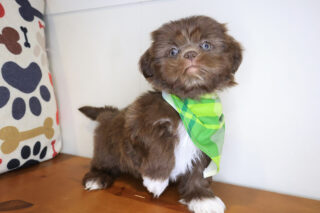 Zander Shih Tzu 01