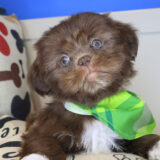 Zander Shih Tzu 02