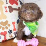 Zander Shih Tzu 03