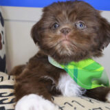 Zander Shih Tzu 04