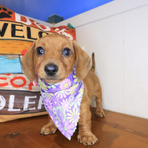 Zeb Dachshund 01