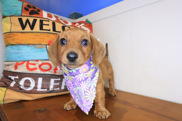 Zeb Dachshund 01