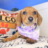 Zeb Dachshund 02
