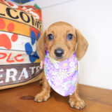 Zeb Dachshund 03