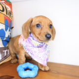 Zeb Dachshund 04