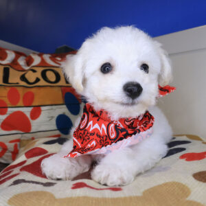 Zsa Zsa Bichon Frise 01