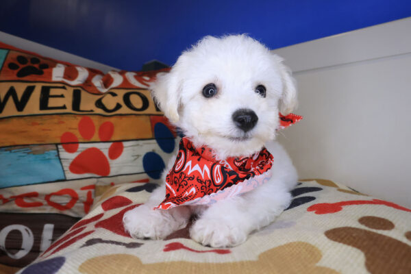 Zsa Zsa Bichon Frise 01