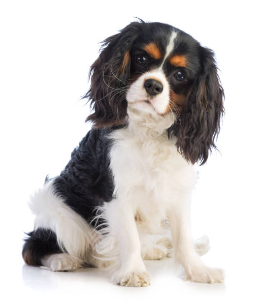 Cavalier King Charles Spaniel
