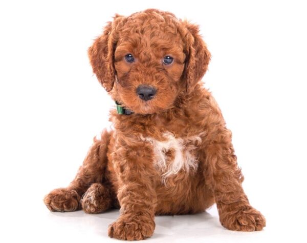 Irish Doodle