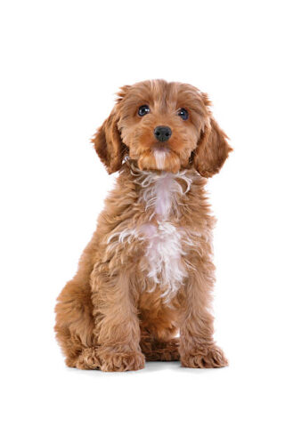 Poodle