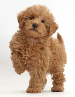 Labradoodle