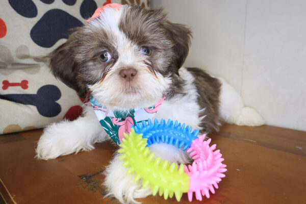 Aaliyah Shih Tzu 01