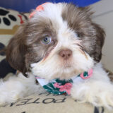 Aaliyah Shih Tzu 02