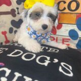 Agnes Maltipoo 04