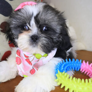 Alfredo Shih Tzu 01