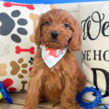 Alpine Mini Goldendoodle 04