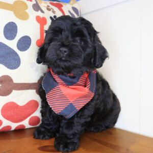 Arlo Shihpoo 01