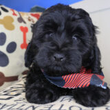 Arlo Shihpoo 02