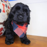 Arlo Shihpoo 03