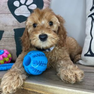 Arvin Cockapoo 01