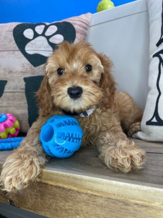 Arvin Cockapoo 01
