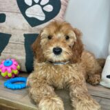 Arvin Cockapoo 02