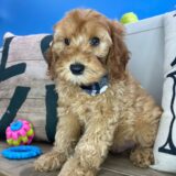 Arvin Cockapoo 04