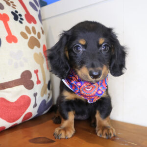 Asha Dachshund 01