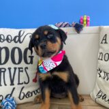 Asteria Rottweiler 03