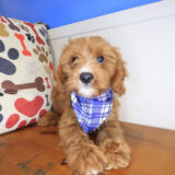 Augustus Cavapoo 02