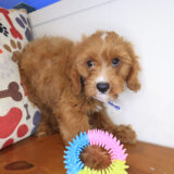 Augustus Cavapoo 03