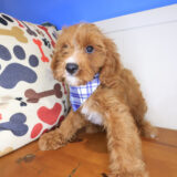 Augustus Cavapoo 04