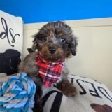 Axl Poodle 01