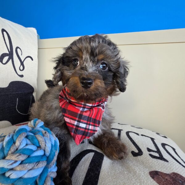 Axl Poodle 01
