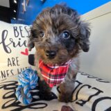 Axl Poodle 02