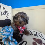 Axl Poodle 03