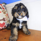 Baxter Cavapoo 01