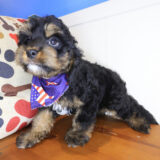 Baxter Cavapoo 04