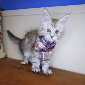 Beny Maine Coon 01
