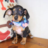 Betty Dachshund 01