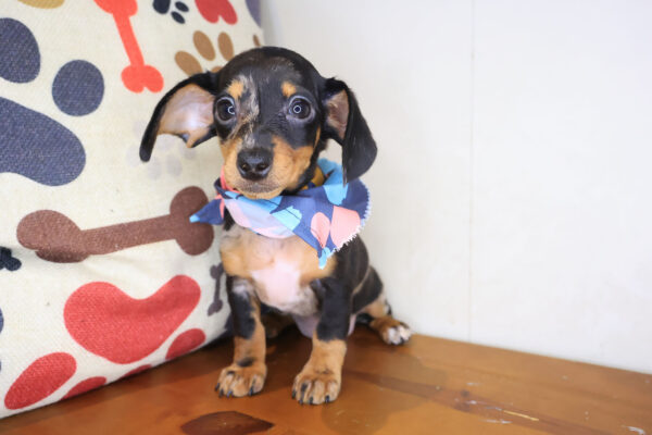 Betty Dachshund 01