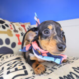 Betty Dachshund 02