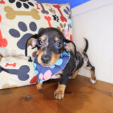Betty Dachshund 03