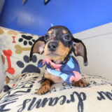 Betty Dachshund 04
