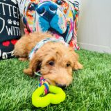 Bobby Goldendoodle 04