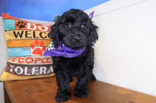 Boogie Mini Goldendoodle 01