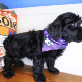 Boogie Mini Goldendoodle 03